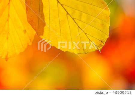 Autumn leaves background 43909512