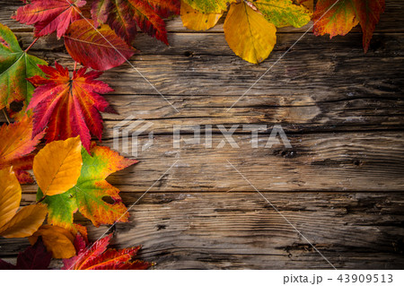 Autumn leaves on old rustic wooden background. 43909513