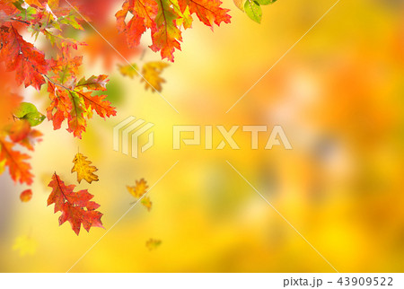 Falling autumn leaves background. Lots of copy space. Falling autumn leaves background. Lots of copy space. 43909522