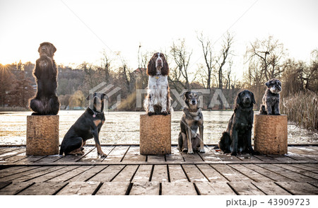 Group of dog sitting together ourdoor. 43909723