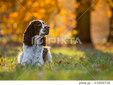 Sitting English cocker spaniel. Autumn. Sitting English cocker spaniel. Autumn. 43909726