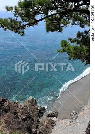 桂浜　展望台からの景色（高知市） 43909759