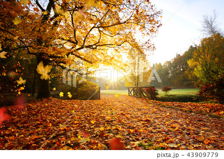 Autumn forest. Beautiful rural scenery. Autumn forest. Beautiful rural scenery. 43909779