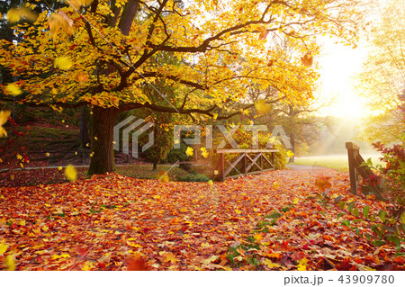 Autumn forest. Beautiful rural scenery. Autumn forest. Beautiful rural scenery. 43909780