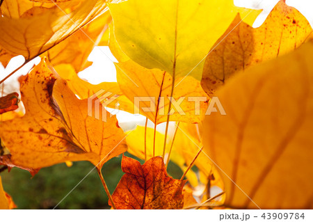 Autumn tree. Beautiful rural scenery. Autumn tree. Beautiful rural scenery. 43909784