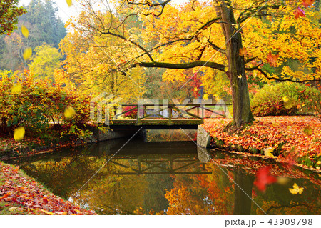 Autumn forest. Beautiful rural scenery. Autumn forest. Beautiful rural scenery. 43909798