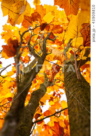 Autumn tree. Beautiful rural scenery. Autumn tree. Beautiful rural scenery. 43909810