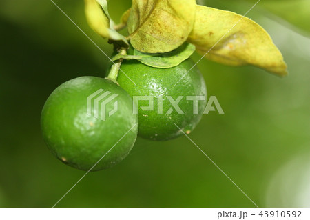 green leaf of plant with 2 piece of lime 43910592