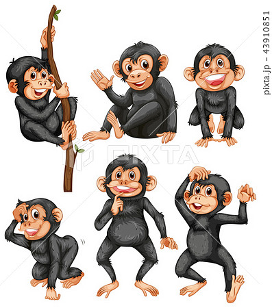 A set of ape on white background 43910851