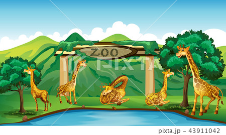 Giraffe at the zoo Giraffe at the zoo 43911042