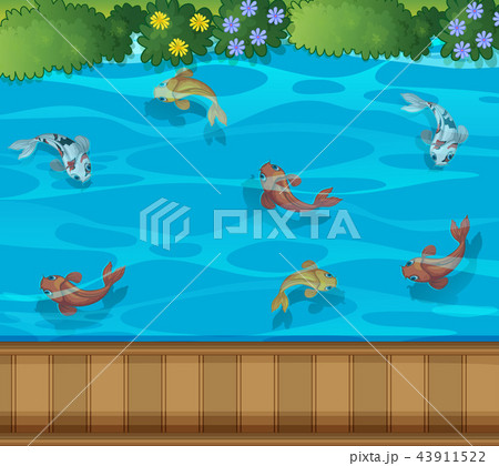 Koi fish pond aerial view 43911522