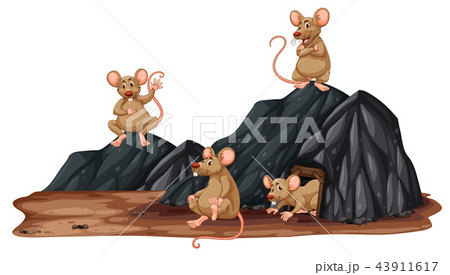 A rat in a hole A rat in a hole 43911617