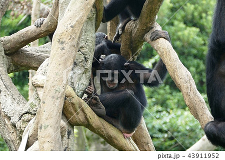 横浜ズーラシア 43911952