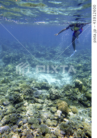 マリンレジャーを楽しむ子ども 43912600