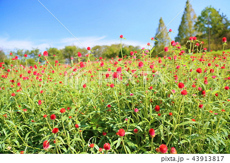 センニチコウの花 センニチコウの花 43913817