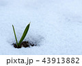 芽 春 冬 43913882