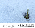 芽 春 冬 43913883