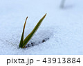 芽 春 冬 43913884