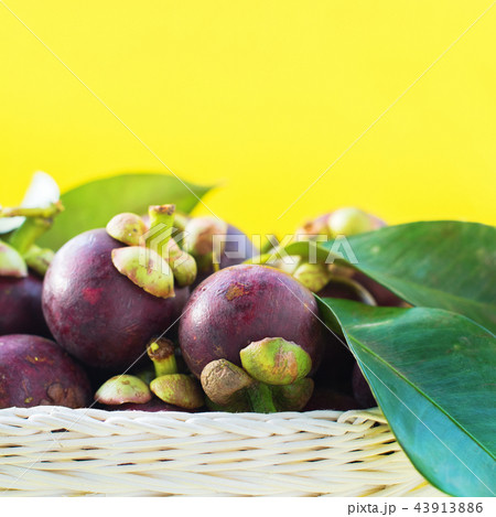 Mangostan with Leaves Tropical Fruits on Yellow Mangostan with Leaves Tropical Fruits on Yellow 43913886