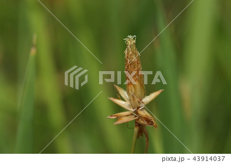 自然　植物　ヤマイ、『山に生えるイグサに似た草』で山藺。イグサ科ではなくカヤツリグサ科です 43914037