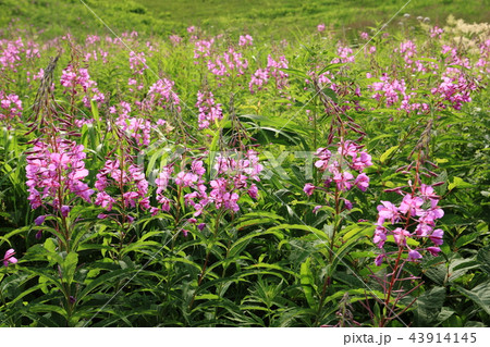 志賀高原のヤナギラン 43914145