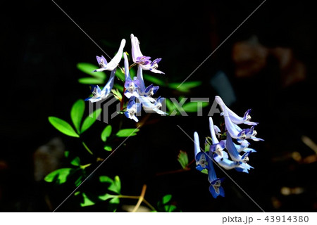 自然 ヒョンホセク 春の花 43914380