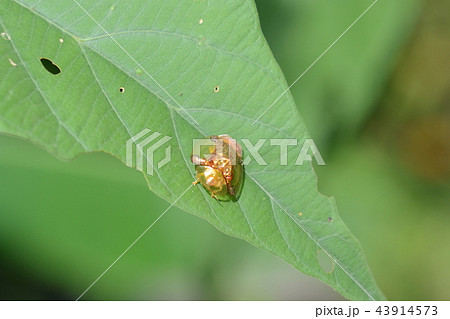 Golden Tortoise Beetle on green leaf Golden Tortoise Beetle on green leaf 43914573