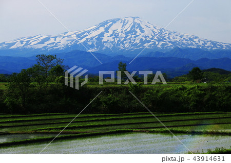 田園と鳥海山がある風景 43914631
