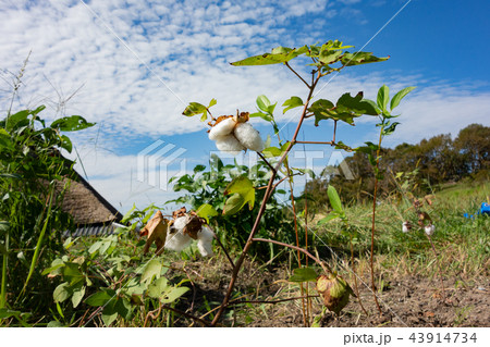 綿花 43914734