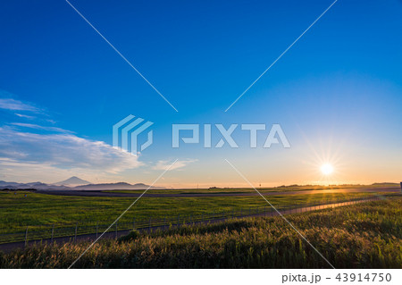 （静岡県）富士山静岡空港　滑走路と富士山　日の出 43914750
