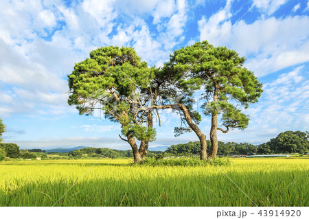 慶北 青空 醴泉郡 43914920