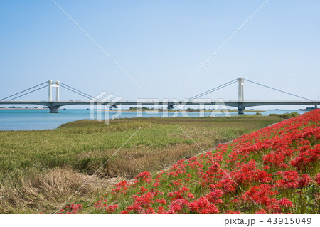 彼岸花としらさぎ大橋 徳島県吉野川堤防南岸の写真素材