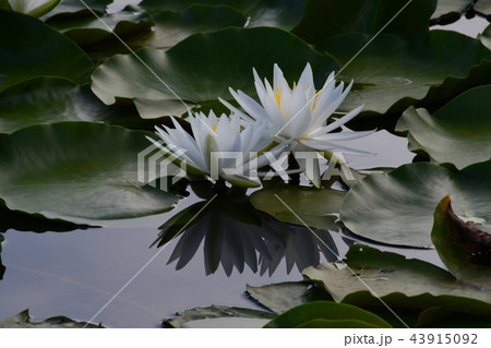 二輪のヒツジ草 二輪のヒツジ草 43915092