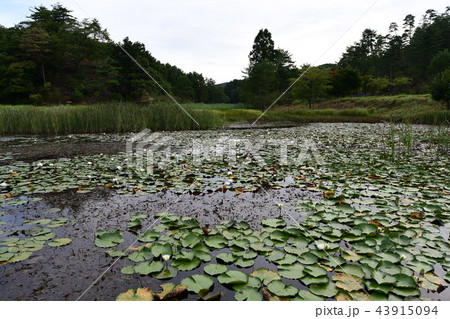 徳島池田町の黒澤湿原のヒツジ草の群生池 43915094