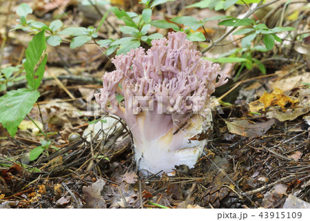 ウスムラサキホウキタケ 43915109