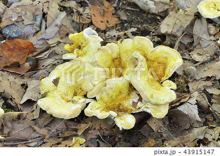 コウモリタケ 43915147