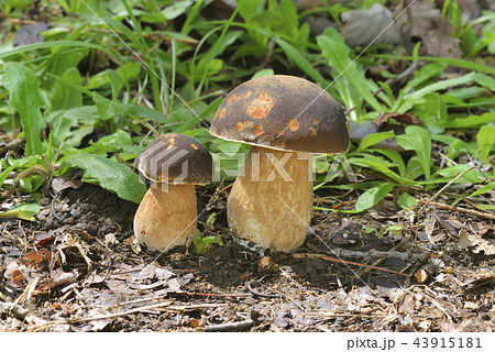 ヤマドリタケモドキ 43915181
