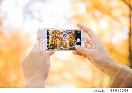 スマホで紅葉を撮影する女性の手 スマホで紅葉を撮影する女性の手 43915243