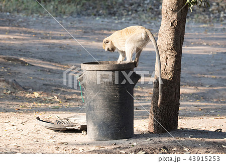 Vervet monkey on a trashcan Vervet monkey on a trashcan 43915253