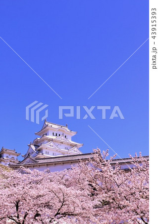 姫路城と桜 43915393
