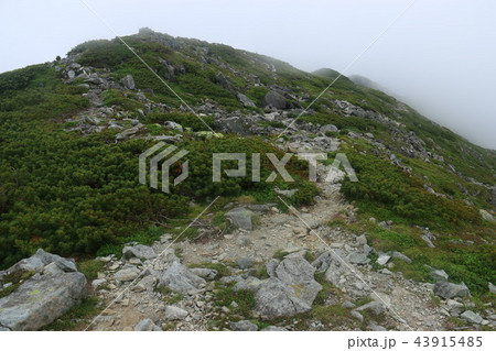 幌尻岳山頂への道　山頂直下 43915485