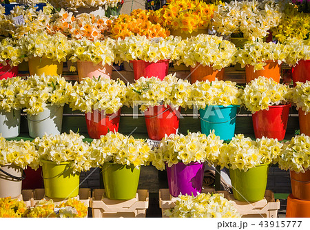 buckets with yellow daffodils on the market 43915777