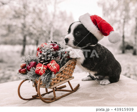 corgi puppy in santa hat 43915939