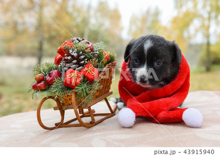 corgi puppy in santa hat corgi puppy in santa hat 43915940