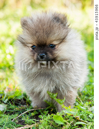 pomeranian dog outside pomeranian dog outside 43915966
