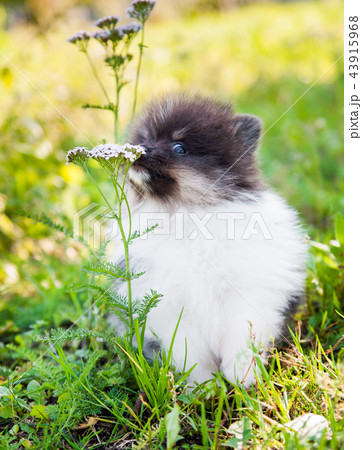 pomeranian dog outside pomeranian dog outside 43915968