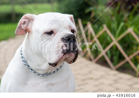 Big American Bulldog 43916016