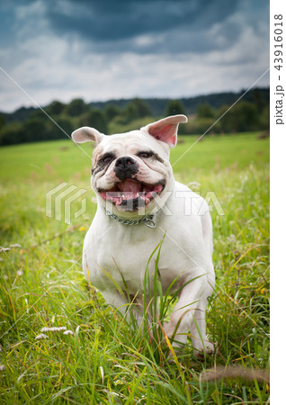 American Bulldog dog 43916018