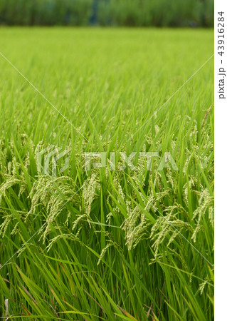 夏の稲 43916284