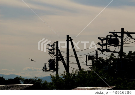 夕暮れ時の空を飛ぶ鳶と電柱のシルエット 夕暮れ時の空を飛ぶ鳶と電柱のシルエット 43916286